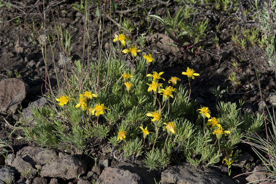 Image of narrowleaf mock goldenweed