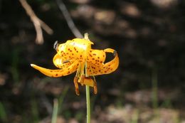 Image de Lilium kelleyanum Lemmon