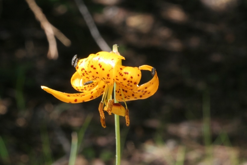 Image de Lilium kelleyanum Lemmon