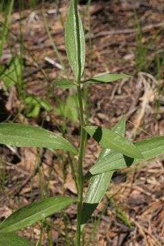 Image of Kelley's lily