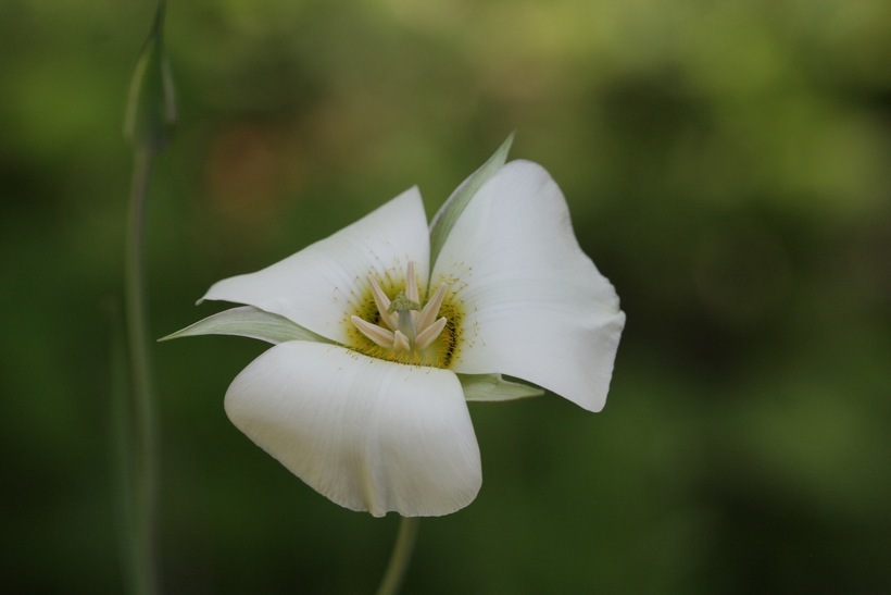 Image of butterfly mariposa lily