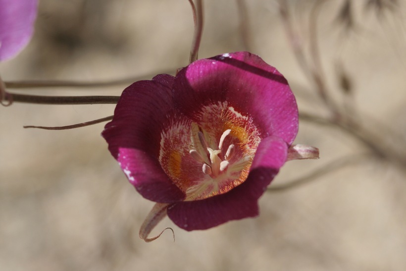 Image of butterfly mariposa lily