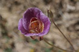 Image of butterfly mariposa lily