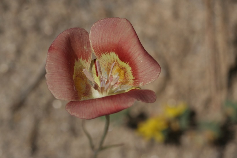 Image of butterfly mariposa lily