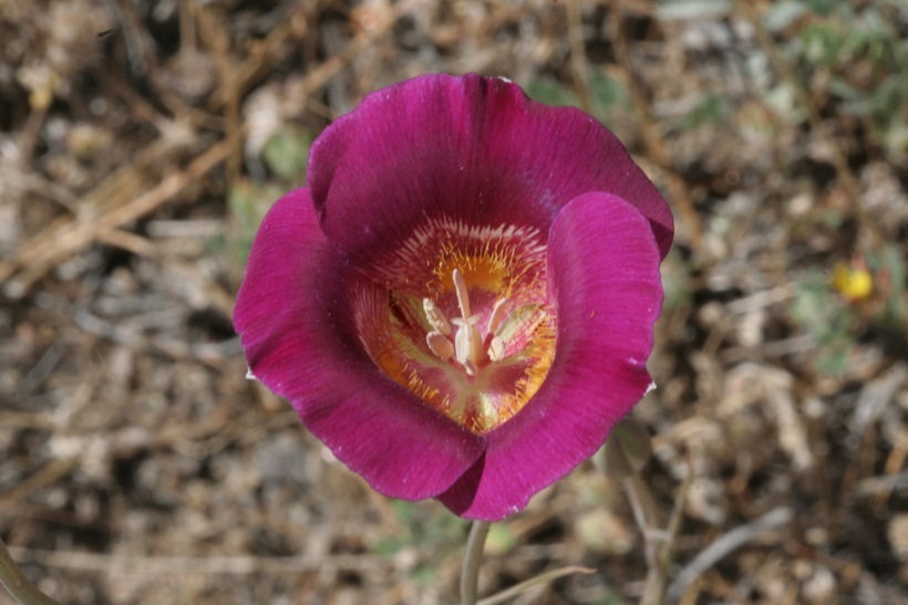 Image of butterfly mariposa lily