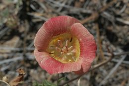 Image of butterfly mariposa lily