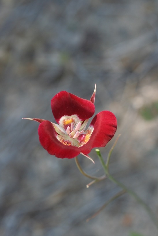 Image of butterfly mariposa lily