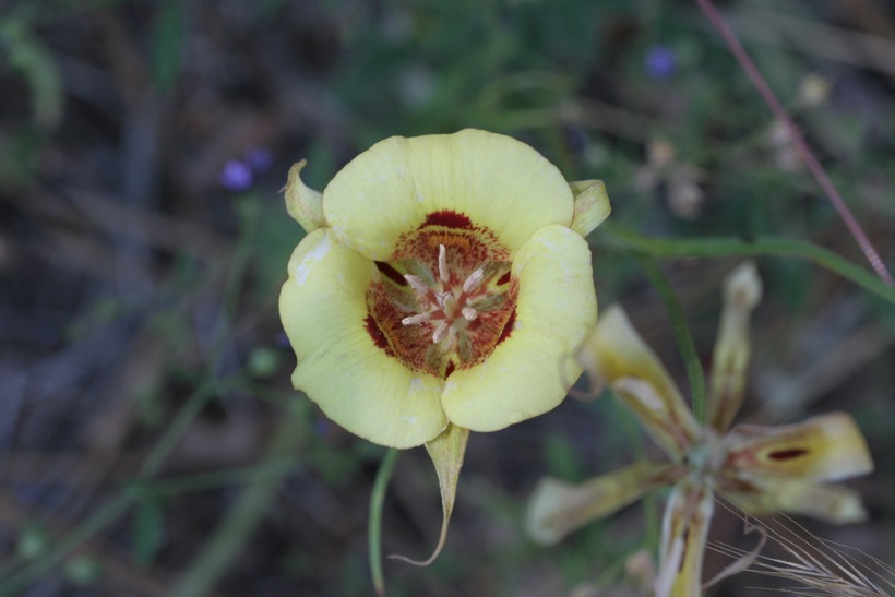 Image of butterfly mariposa lily