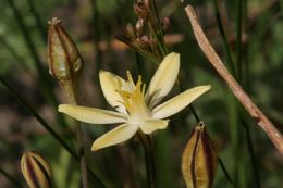 Слика од Triteleia ixioides subsp. scabra (Greene) L. W. Lenz