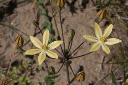 Слика од Triteleia ixioides subsp. scabra (Greene) L. W. Lenz