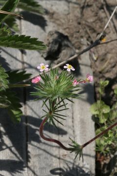 Image of mustang clover