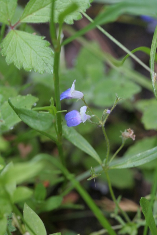 Image of Wright's blue eyed Mary