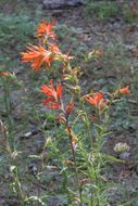 Image of wavyleaf Indian paintbrush