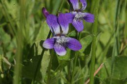 Image of Early Blue (Hook) Violet