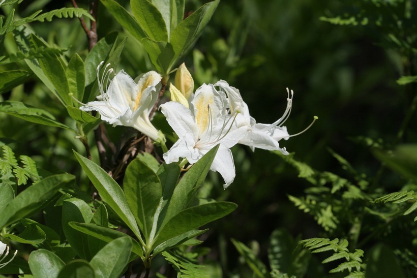 صورة Rhododendron occidentale (Torr. & Gray) A. Gray