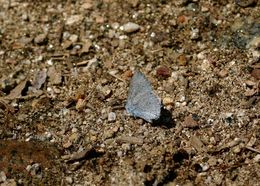 Plebejus saepiolus (Boisduval 1852) resmi