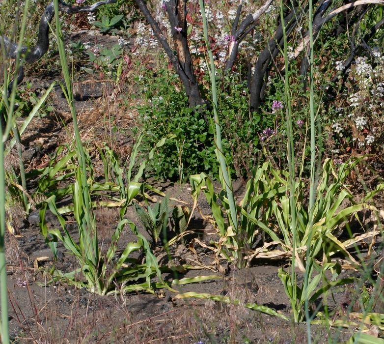 Image of wavyleaf soap plant