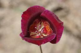 Image of butterfly mariposa lily