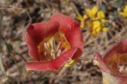 Image of butterfly mariposa lily