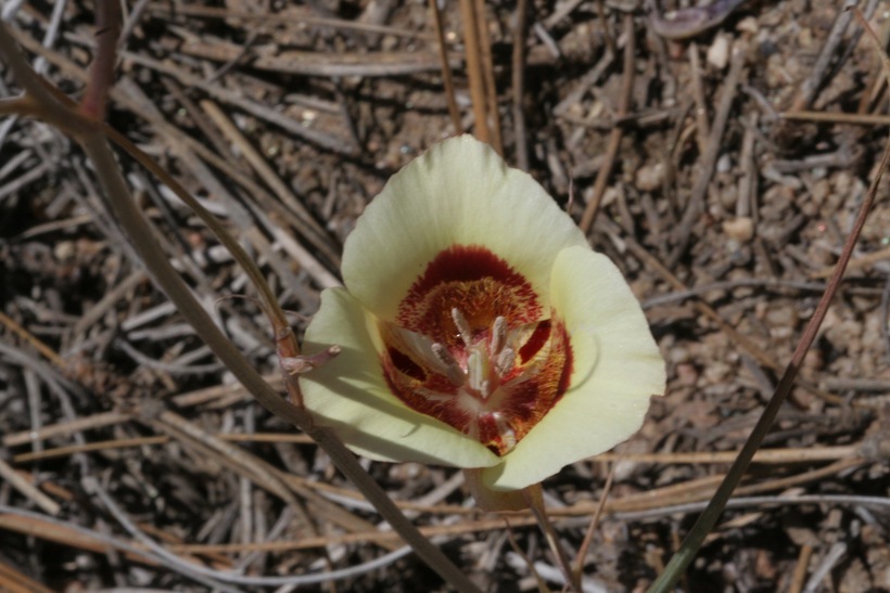 Image of butterfly mariposa lily