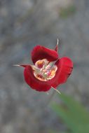 Image of butterfly mariposa lily