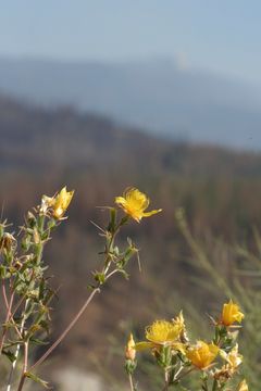 Image of Sierra blazingstar