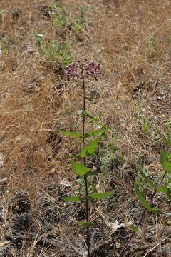 Imagem de Asclepias cordifolia (Benth.) Jepson