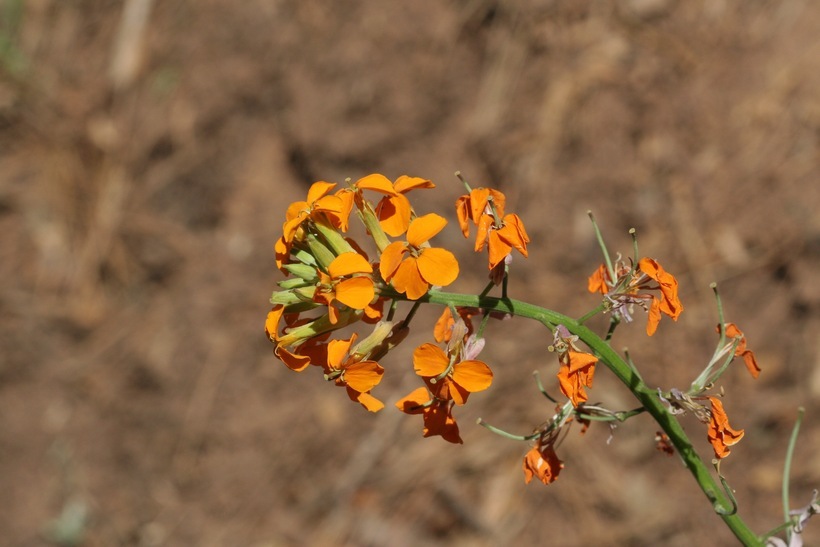 Image of sanddune wallflower