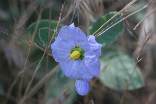 Image of chaparral nightshade