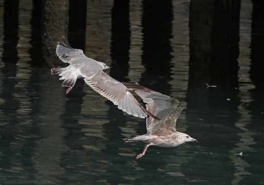 Sivun Larus argentatus argentatus Pontoppidan 1763 kuva