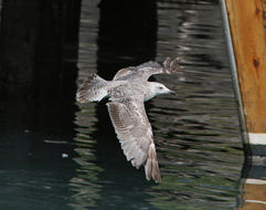 Sivun Larus argentatus argentatus Pontoppidan 1763 kuva