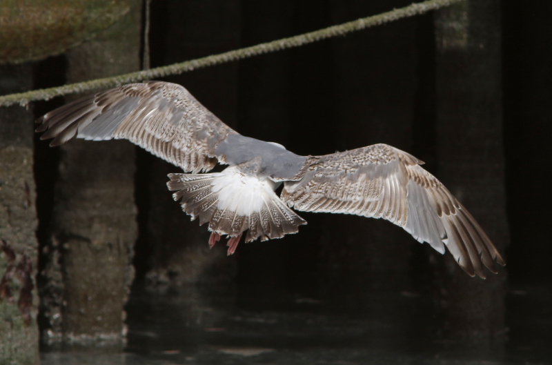 Sivun Larus argentatus argentatus Pontoppidan 1763 kuva