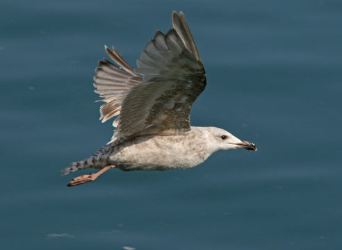 Image of herring gull