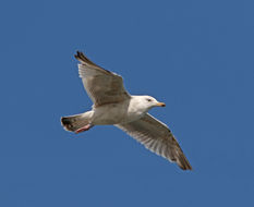 Imagem de Larus argentatus argentatus Pontoppidan 1763