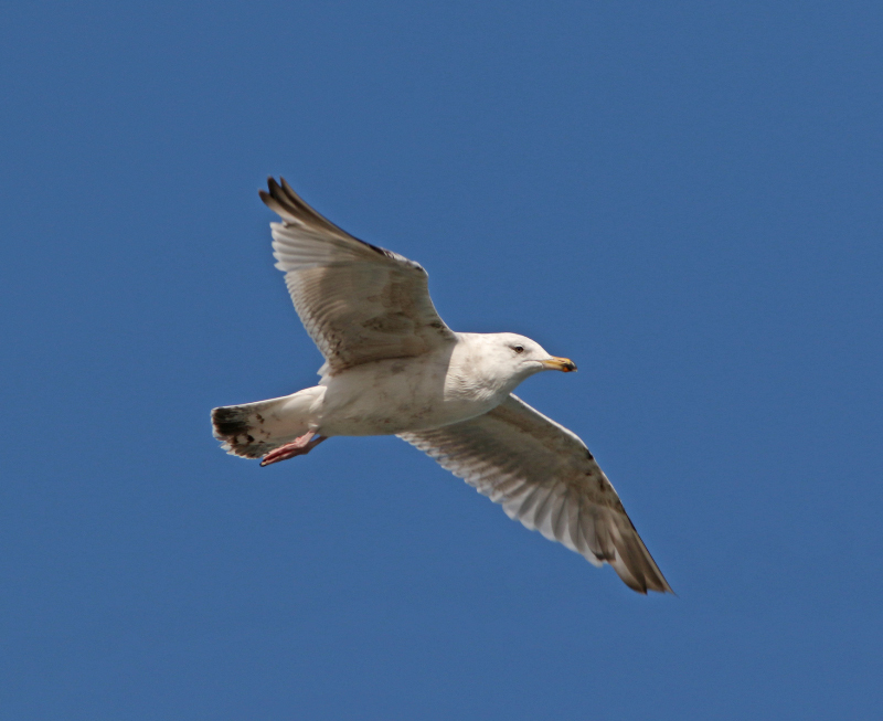 Imagem de Larus argentatus argentatus Pontoppidan 1763