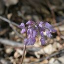 Image of <i>Dichelostemma volublie</i>