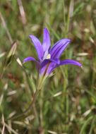 Sivun Brodiaea elegans Hoover kuva