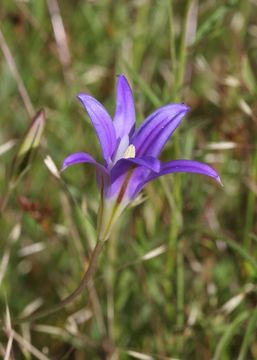 Image of harvest brodiaea