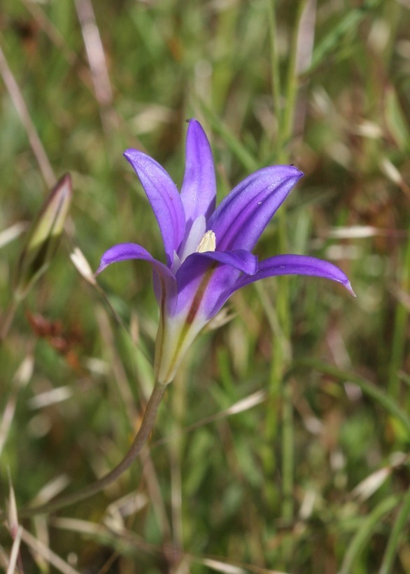 Imagem de Brodiaea elegans Hoover