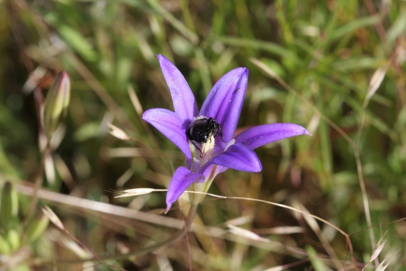 Plancia ëd Brodiaea elegans Hoover