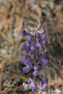 Image of Hall's bush lupine