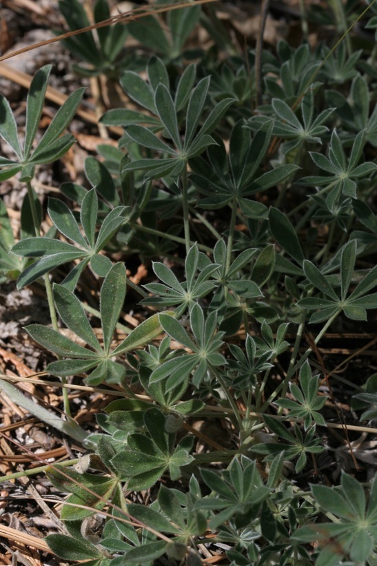 Image of Hall's bush lupine