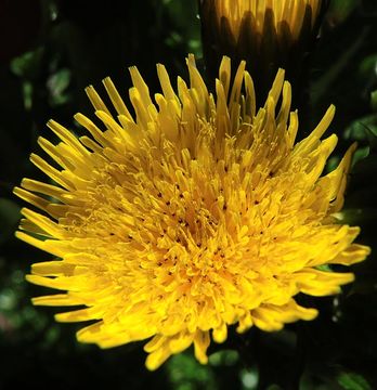 Image of spiny sowthistle