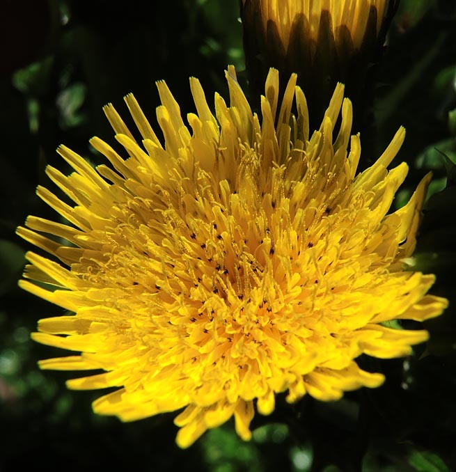 Plancia ëd Sonchus asper (L.) Hill