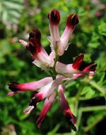 Image of Common Fumitory