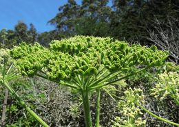 Image of common cowparsnip