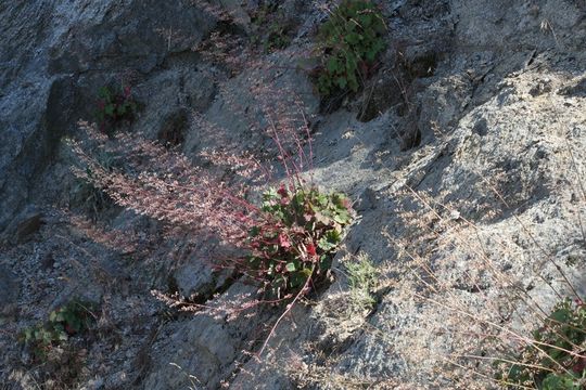 Image of crevice alumroot