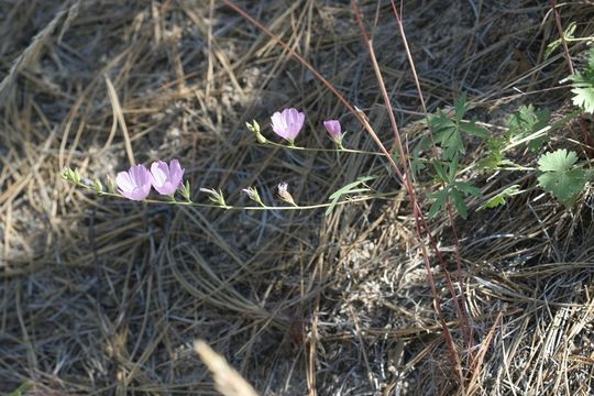 Image of Sierra checkerbloom