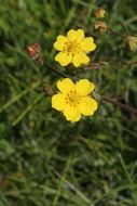 Image de Potentilla gracilis var. fastigiata (Nutt.) S. Wats.