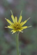 Image of yellow salsify